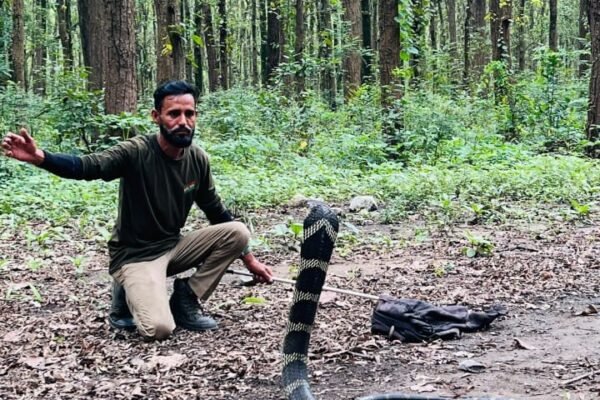 विकासनगर में गांव की गलियों में पहुंचा 12 फीट लंबा किंग कोबरा, रेस्क्यू टीम ने किया सुरक्षित रेस्क्यू